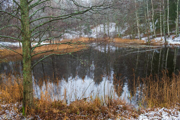 Lake in a woodland with a tree