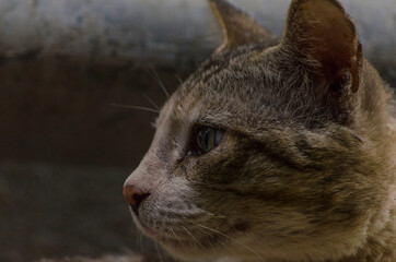 Cute Little Cat Portrait domestic pet animal