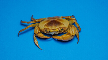 Mud crab on blue background