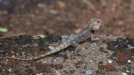 Wild lizard in the woods