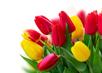 fresh tulips flowers