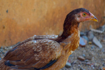 Cute Little Hen Portrait domestic pet animal