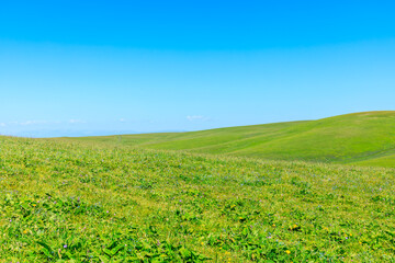 Fototapeta na wymiar Green grass and blue sky with white clouds background.