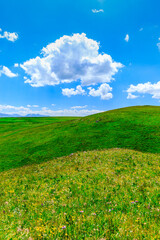 Obraz premium Green grass field with blue sky background.Green grassland landscape in Xinjiang,China.
