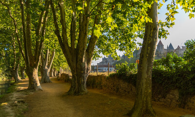An alley of plane trees near the city of Carcassonne France.