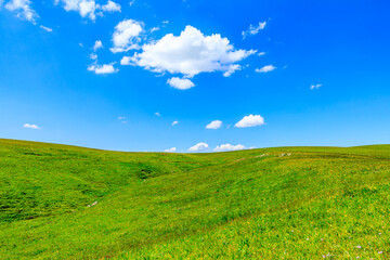 Green grass field with blue sky background.Green grassland landscape in Xinjiang,China.