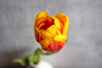 Beautiful yellow tulip flower in a vase