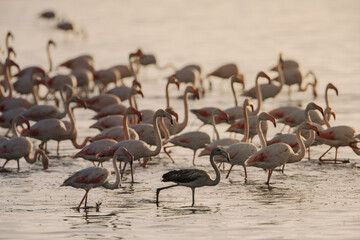 Flamingo -Phoenicopterus roseus- Tunisia 