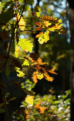 Soft focus autumn forest fragment. Background.