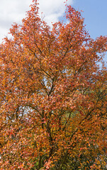 Felsenbirne im Herbst