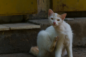 Cute Little Cat Portrait domestic pet animal