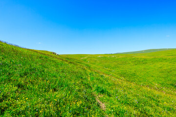 Green grass field with blue sky background.Green grassland landscape in Xinjiang,China.
