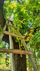 Ladder to climb the fruit tree