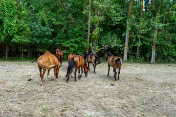 Landscape photo of wild horses in Caraorman Forest, Danube Delta, Romania