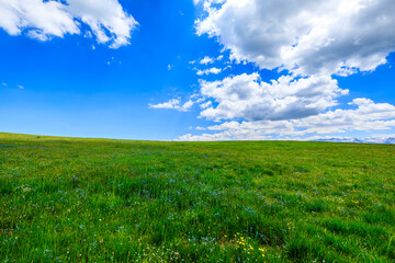 Green grass field with blue sky background.Green grassland landscape in Xinjiang,China. - Powered by Adobe
