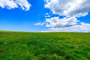 Foto op Canvas Green grass field with blue sky background.Green grassland landscape in Xinjiang,China. © ABCDstock