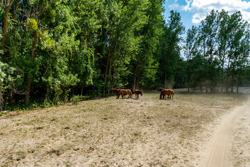 Landscape photo of wild horses in Caraorman Forest, Danube Delta, Romania