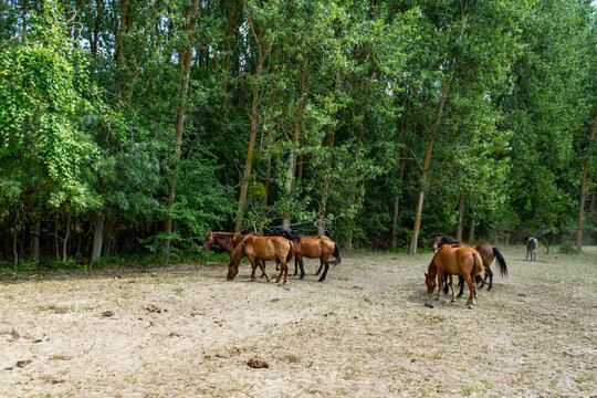 Landscape photo of wild horses in Caraorman Forest, Danube Delta, Romania