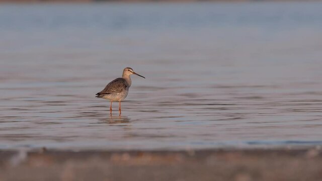 Spotted redshank - Tringa erythropus