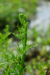 Green fern with a natural background. Indonesian call it pakis © Mang Kelin