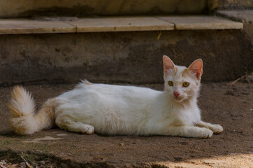 Fototapeta na wymiar Cute Little Cat Portrait domestic pet animal