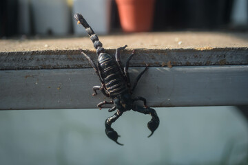 The scorpion was terrifying on the table.