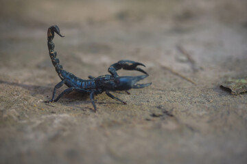The scorpion's tail has a stinger if stung is dangerous.