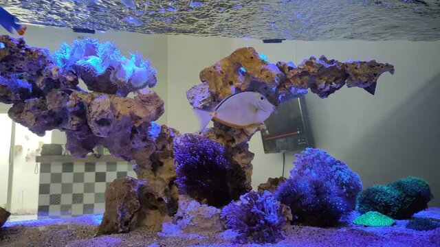 anemone, animal, aquarium, aquarium design, aquatic, beautiful, blue, closeup, cup coral, deep, fish, fish tank, flower, footage, green, islands, leather coral, light, lps, marin, marine, mushroom cor