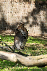 squirrel in the park