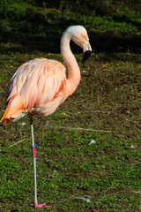 pink flamingo in the zoo
