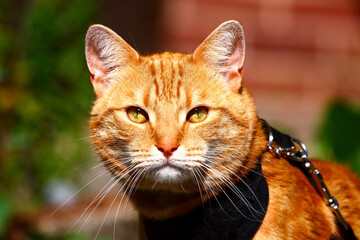 Portrait of a ginger tom cat wearing a harness and lead on a sunny day