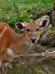 Fototapeta premium Antelope close up