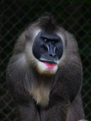 Close up of a baboon, monkey