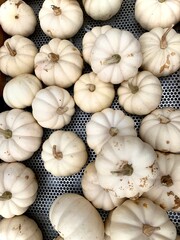 white fall pumpkins on metal background