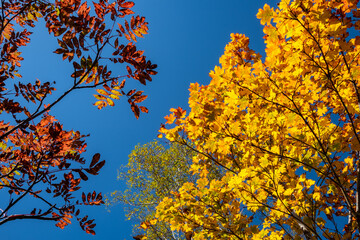 青空と紅葉