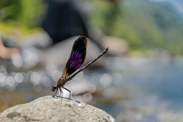 dragonfly on a branch