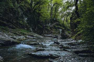 Obraz premium Mountain river view in Sochi, Russia, with jungle trees and beach from stones