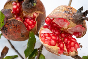 野性的なザクロ