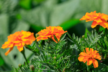 マリーゴールドの花
