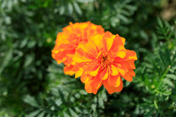 マリーゴールドの花