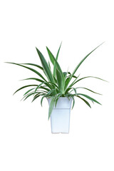 Spider Plant or Chlorophytum bichetii (Karrer) Backer in plastic pot isolated on white background...