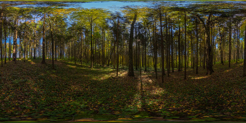 360 by 180 degree spherical panorama in sunny autumn day in pine forest with blue sky.