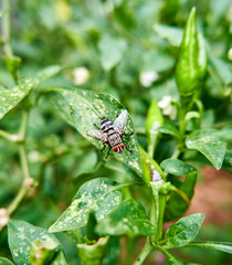 close-up of a garden fly perched on a chili tree in the garden