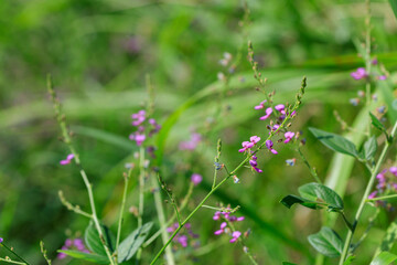 ヤマハギ（山萩）の花