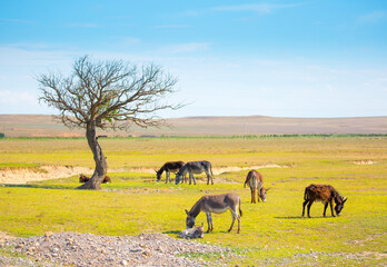 Donkey in a field in a pasture. A family of donkeys with a small foal. Animal husbandry in asia, farming.