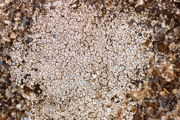 Old distressed backdrop grunge background or texture
