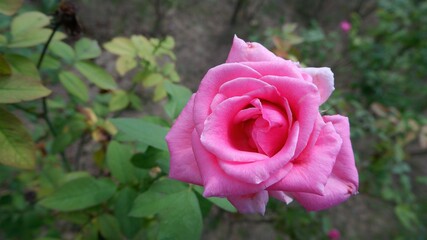 pink rose