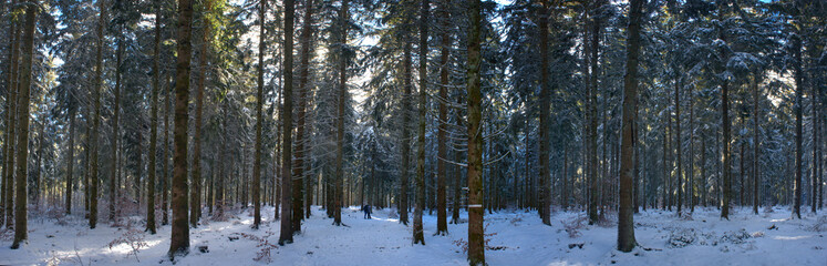 panoramic view of a fir forest under the snow, in Auvergne, Puy-de-Dome