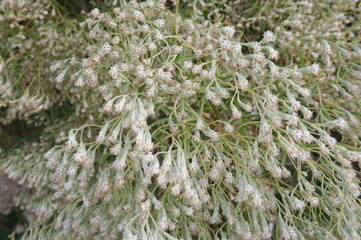 White New Jersey Coastal Dune Plant
