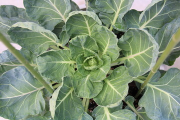 Cabbage that blooms like a flower